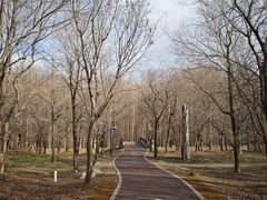 -黄海国家森林公园