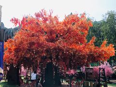 -郑州方特梦幻王国