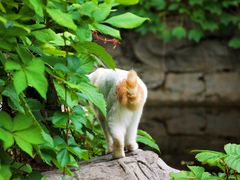 -三忘湖 SWANSEEN(柳荫公园店)