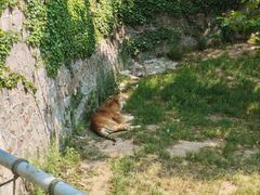 -西霞口神雕山野生动物世界