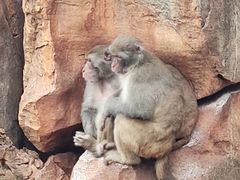 -昆明动物园