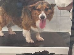 -comecome来吧宠物(奥克斯中心店)