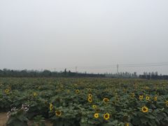 -曲江薰衣草庄园