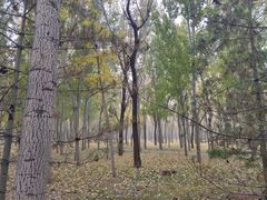 -森林公园(尖草坪区)