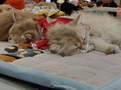 -万达广场(大明宫店)