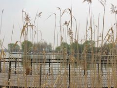 -石家庄市植物园