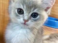 -猫十亿·布偶金渐层·曼基康矮脚猫舍(青年路店)