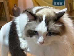 -白兔子密室(长寿路店)