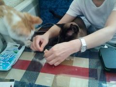 -Sirena海妖日咖夜酒