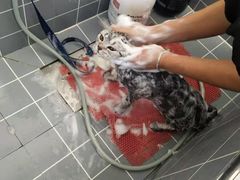 -宠颐生动物医院·心脏科·保险定点(锦阳分院)