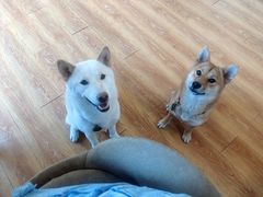 -柴犬高等学院·狗咖·柴犬售卖·宠物训练