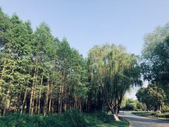 -贡湖湾湿地公园