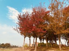 -滆湖低碳生态公园