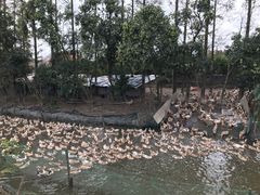 -上海长兴岛郊野公园