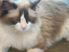 -喵屿·大理花园猫咖