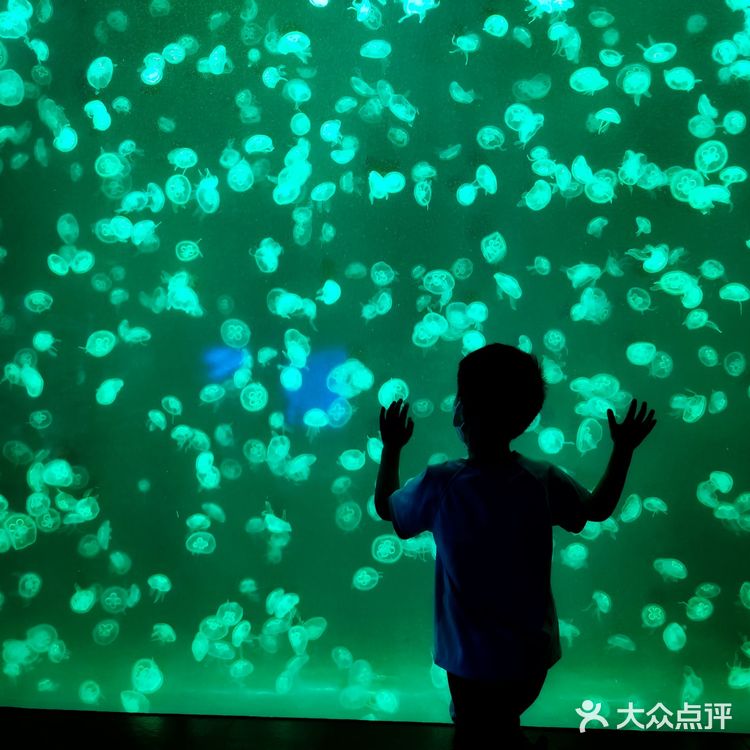 魔都探店：午后的上海海洋水族馆很好逛