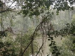 -大湾区中央湿地公园