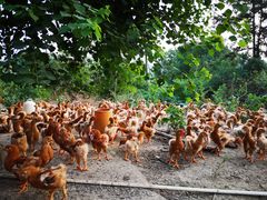 -食德喜·阳山鸡王食研基地