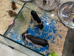 -青石桥花鸟鱼虫市场(叠翠城店)