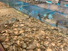 鲍鱼-钱库里海鲜自助(星海广场店)