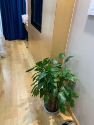 -雍禾植发全国连锁