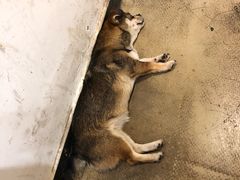 -长药唐师乐山油炸(石人直营店)