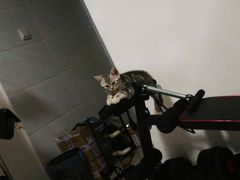 -瑞派·关忠动物医院·猫专科·犬专科(三环新城店)