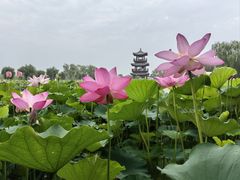 -荷花大观园