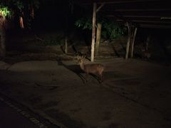 -清迈夜间动物园