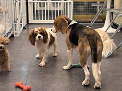 -有喵·猫咖·狗咖·30几只猫10只小狗(岗厦店)