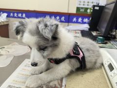 -艾贝尔宠物医院·狂犬免疫点(江山金象城店)
