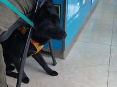 -康爱犬猫诊所·牙专科·骨外科·影像内科(丰宁店)