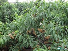 -南汇水蜜桃采摘(大团店)