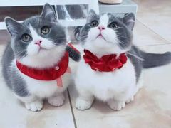 -70cat德文卷毛猫·缅因猫纯种猫舍