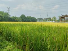 -桤木河湿地公园