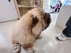 -共舞时光猫咖·狗咖(新街口店)