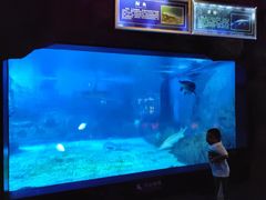 -烟台海昌鲸鲨海洋公园