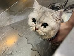 -宠爱国际动物医院·消化内科·心肾内科·ISFM猫友好(望京店)