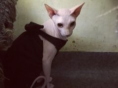-猫色咖啡·猫咖