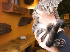 -猫猫幼稚园·撸猫·桌游·电玩