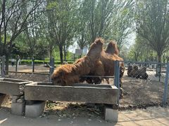 -长白岛森林公园