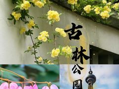 -南京古林公园