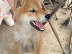 -柴犬高等学院·狗咖·柴犬售卖·宠物训练