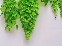 -龙华寺