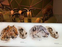 -Behring World of Animals(上海自然博物馆店)