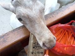 -常州淹城野生动物世界