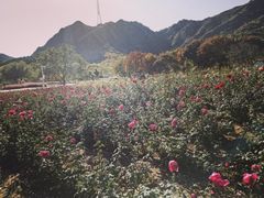 -密云玫瑰情园