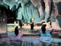 -帝企鹅自助餐厅•儿童岛•真企鹅(长隆企鹅酒店)