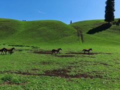 -新疆那拉提国家旅游度假区