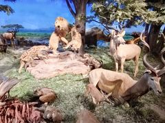 -国家自然博物馆